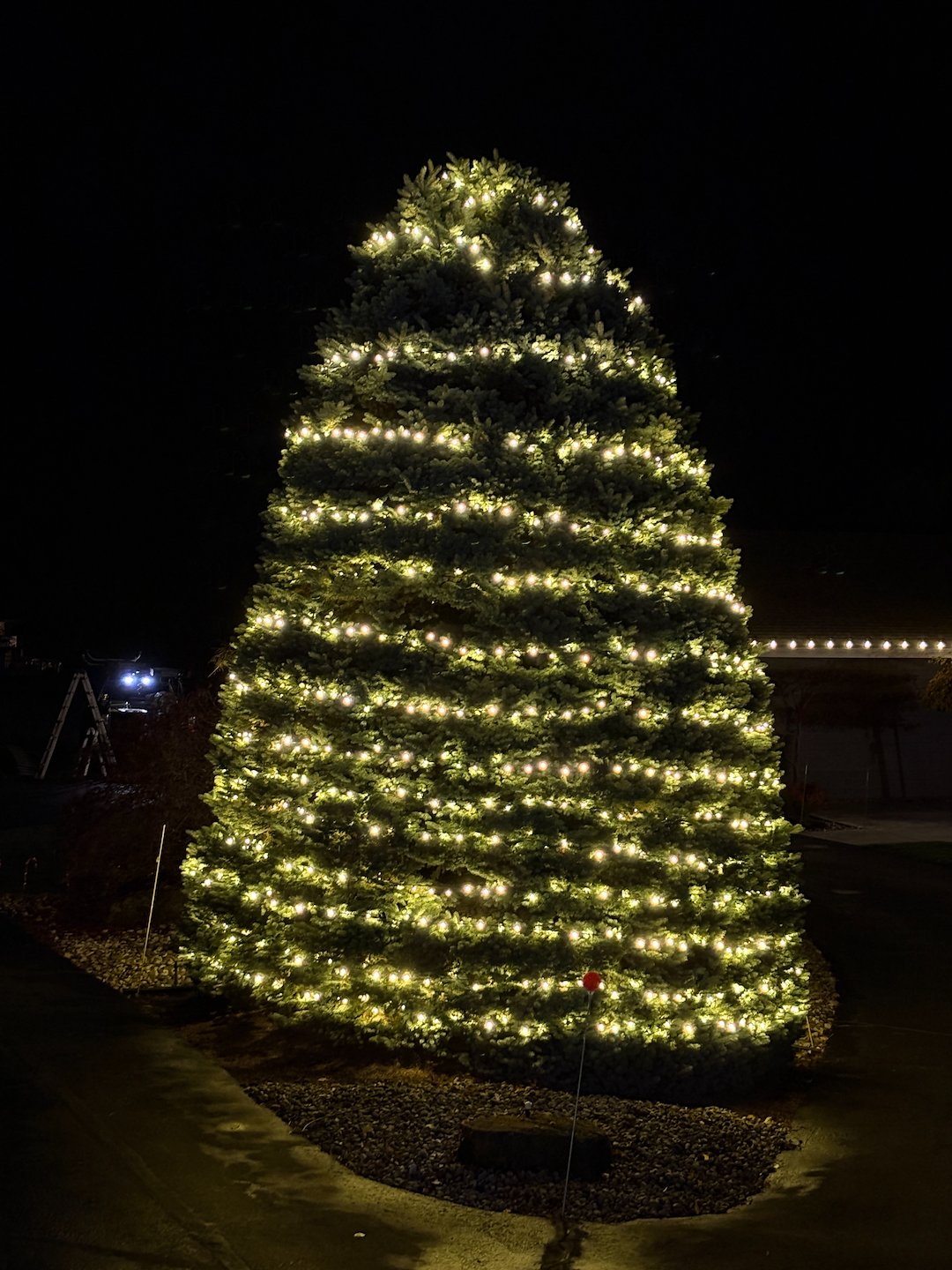 🌲 Towering Blue Spruce Tree Wrap Installation! 💙